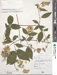 Philadelphus incanus image