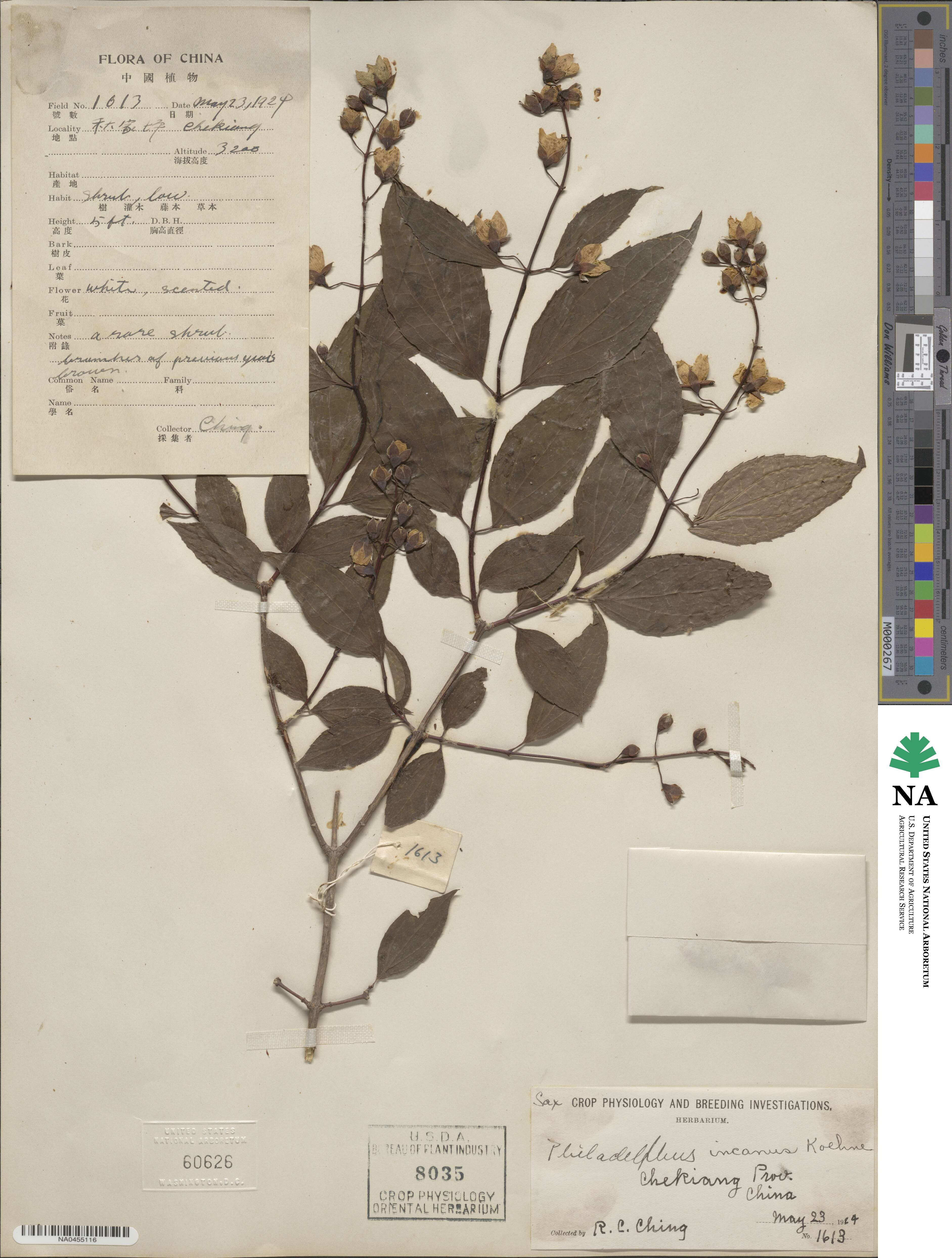 Philadelphus incanus image