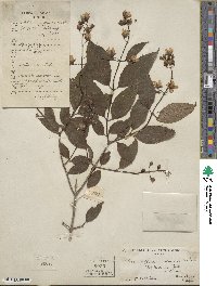 Philadelphus incanus image