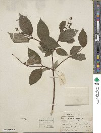 Philadelphus incanus image