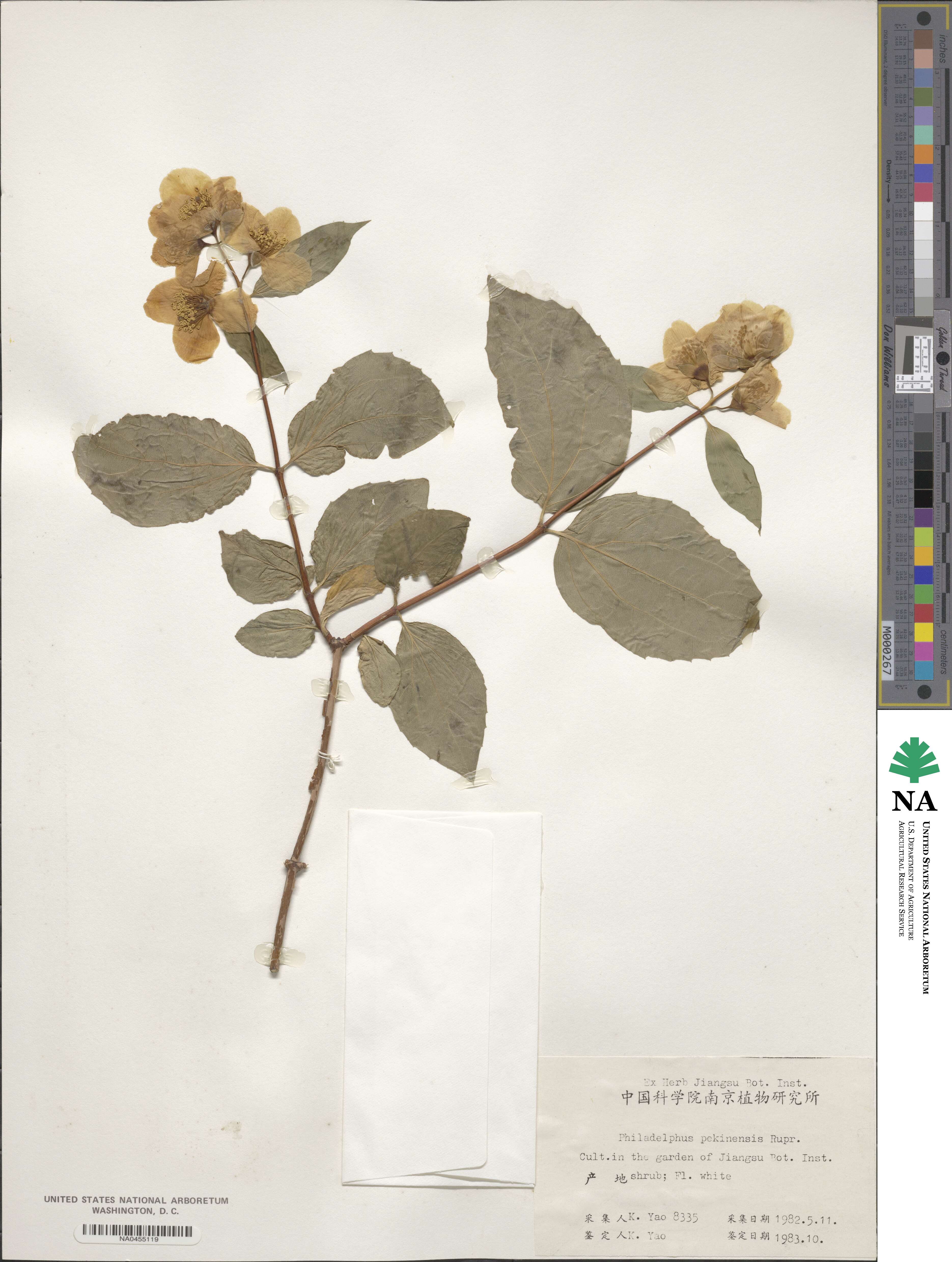 Philadelphus pekinensis image