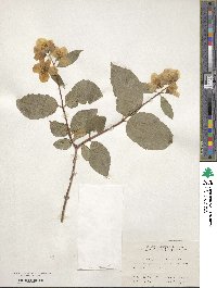 Philadelphus pekinensis image