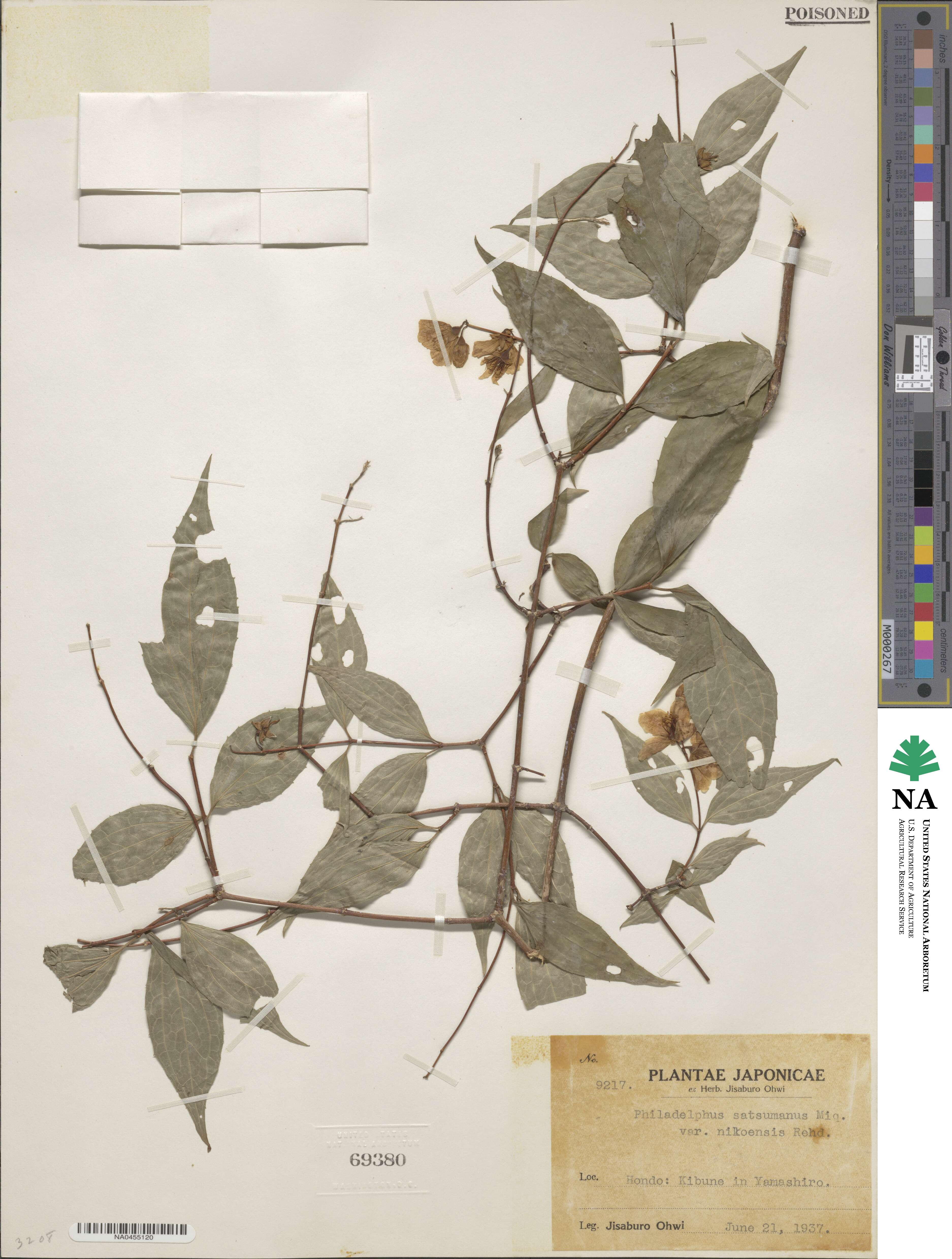 Philadelphus satsumi image