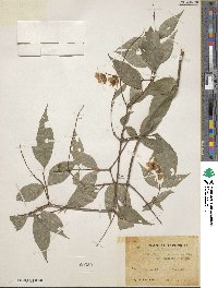 Philadelphus satsumi image