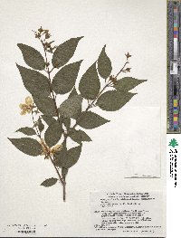 Philadelphus satsumi image