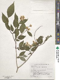 Philadelphus satsumi image