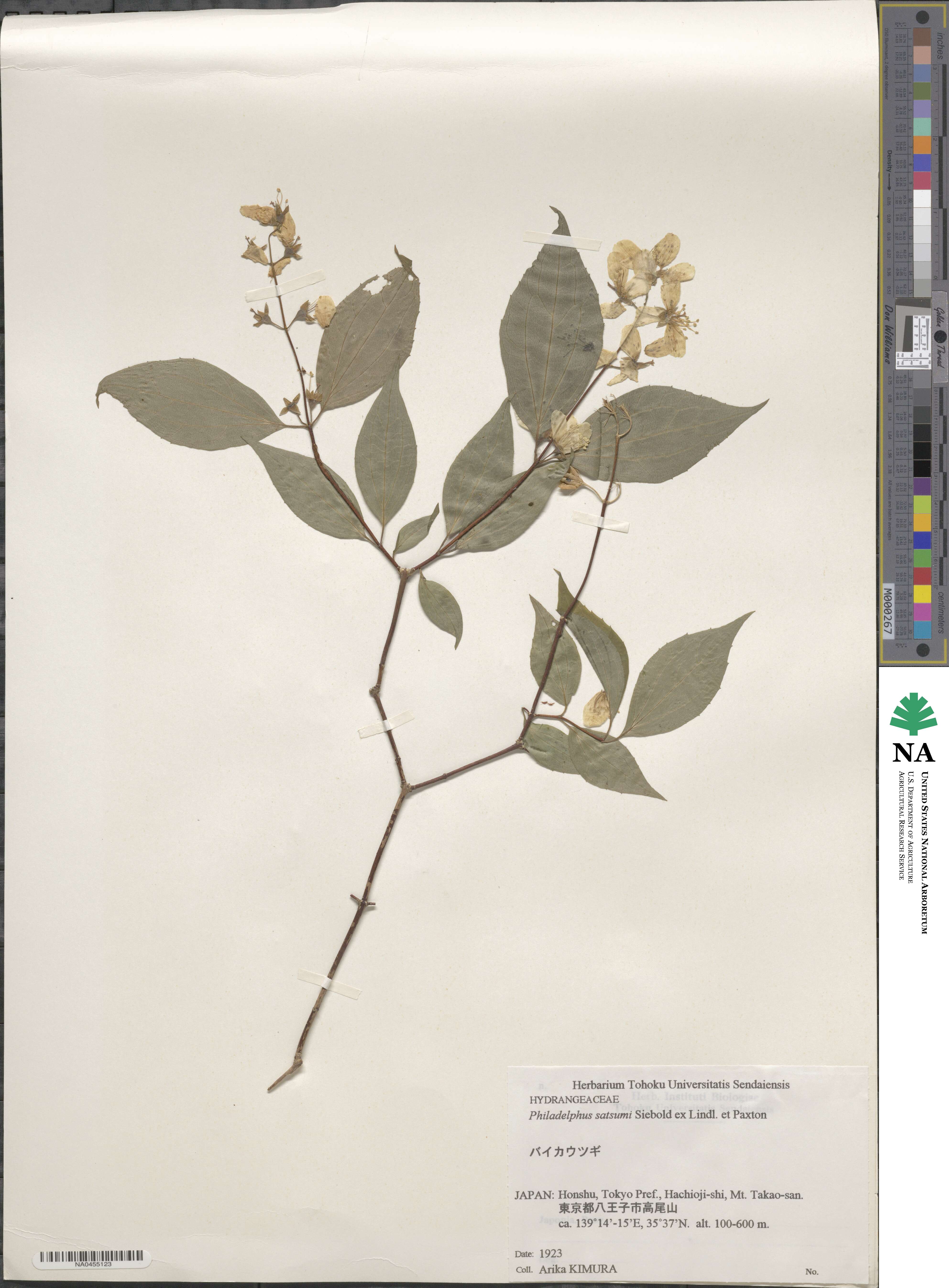 Philadelphus satsumi image