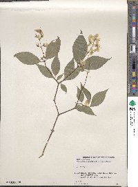 Philadelphus satsumi image