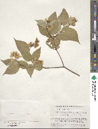 Philadelphus satsumi image