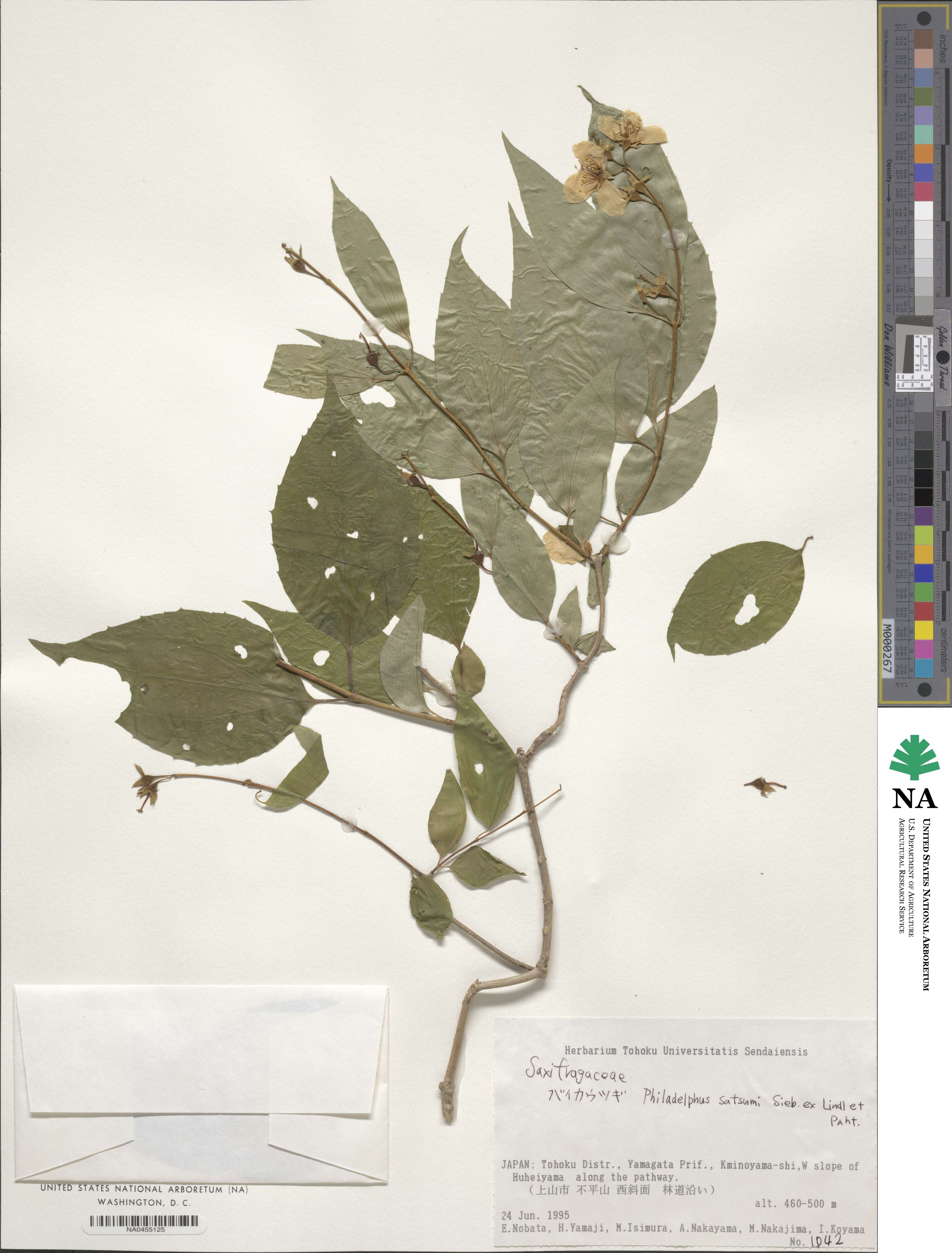 Philadelphus satsumi image