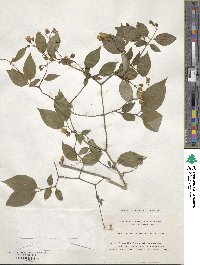 Philadelphus satsumi image