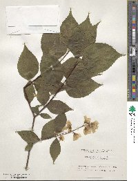 Philadelphus satsumi image