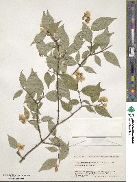 Philadelphus satsumi image