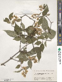 Philadelphus satsumi image