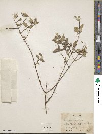 Philadelphus microphyllus var. madrensis image