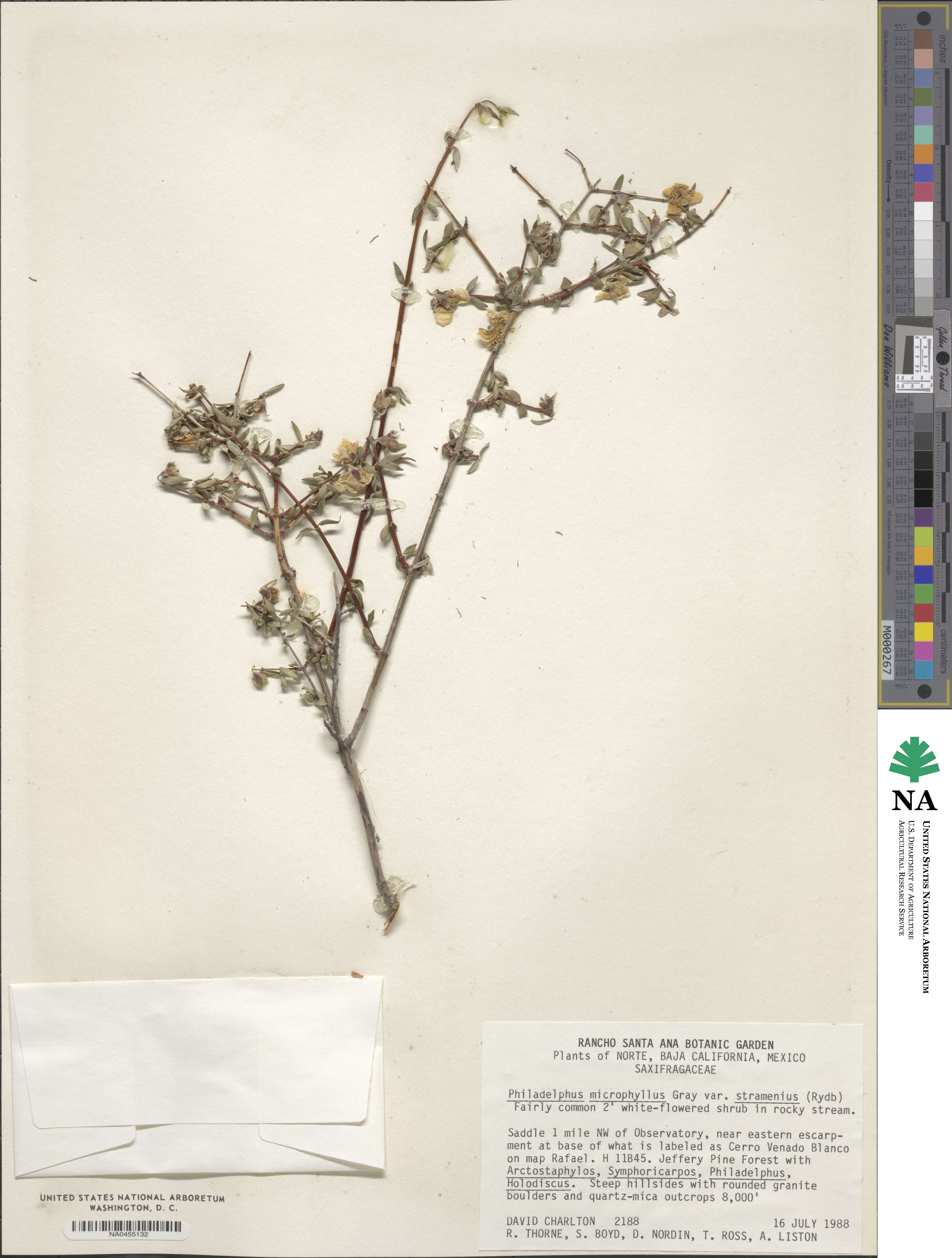 Philadelphus microphyllus var. stramineus image