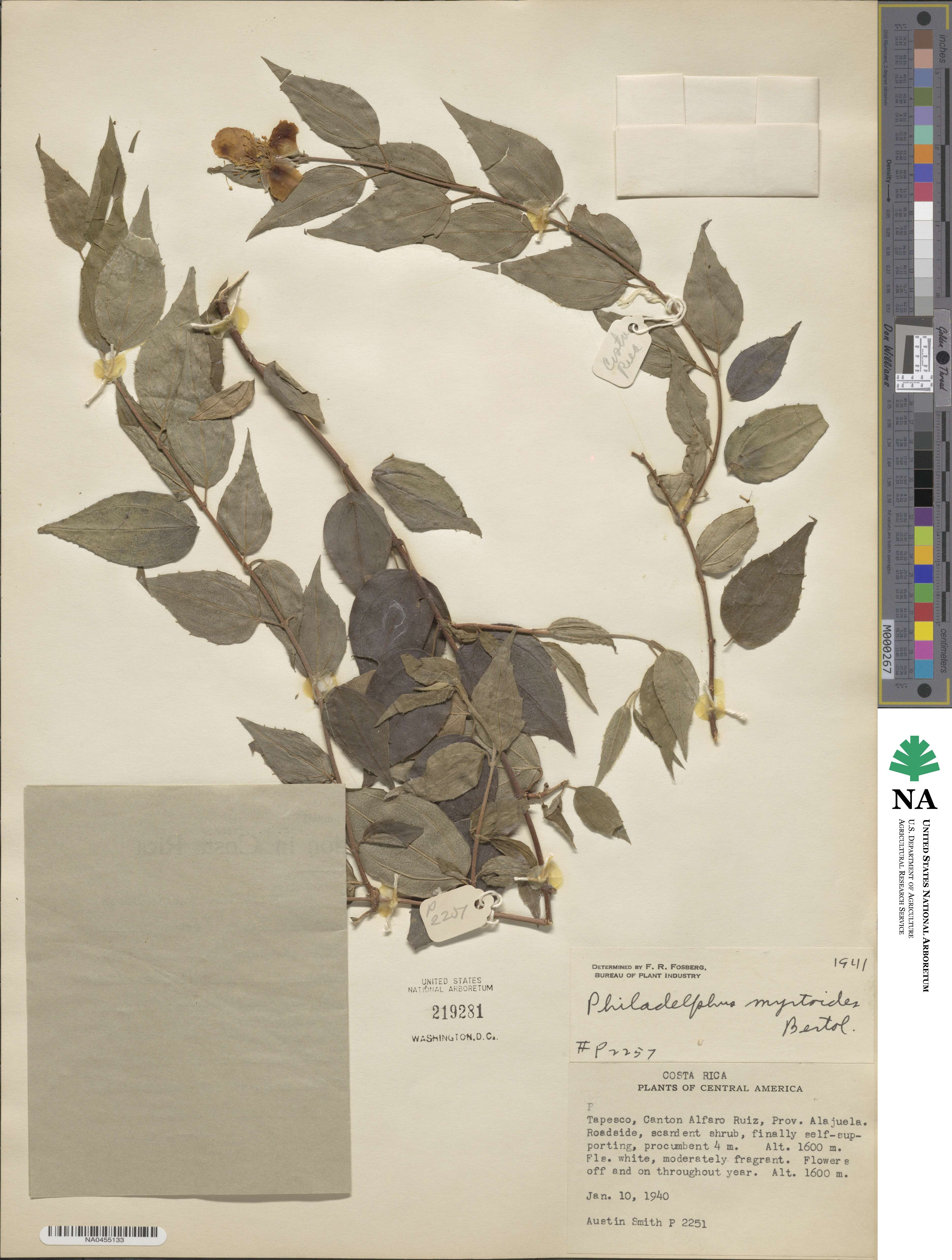 Philadelphus mexicanus image