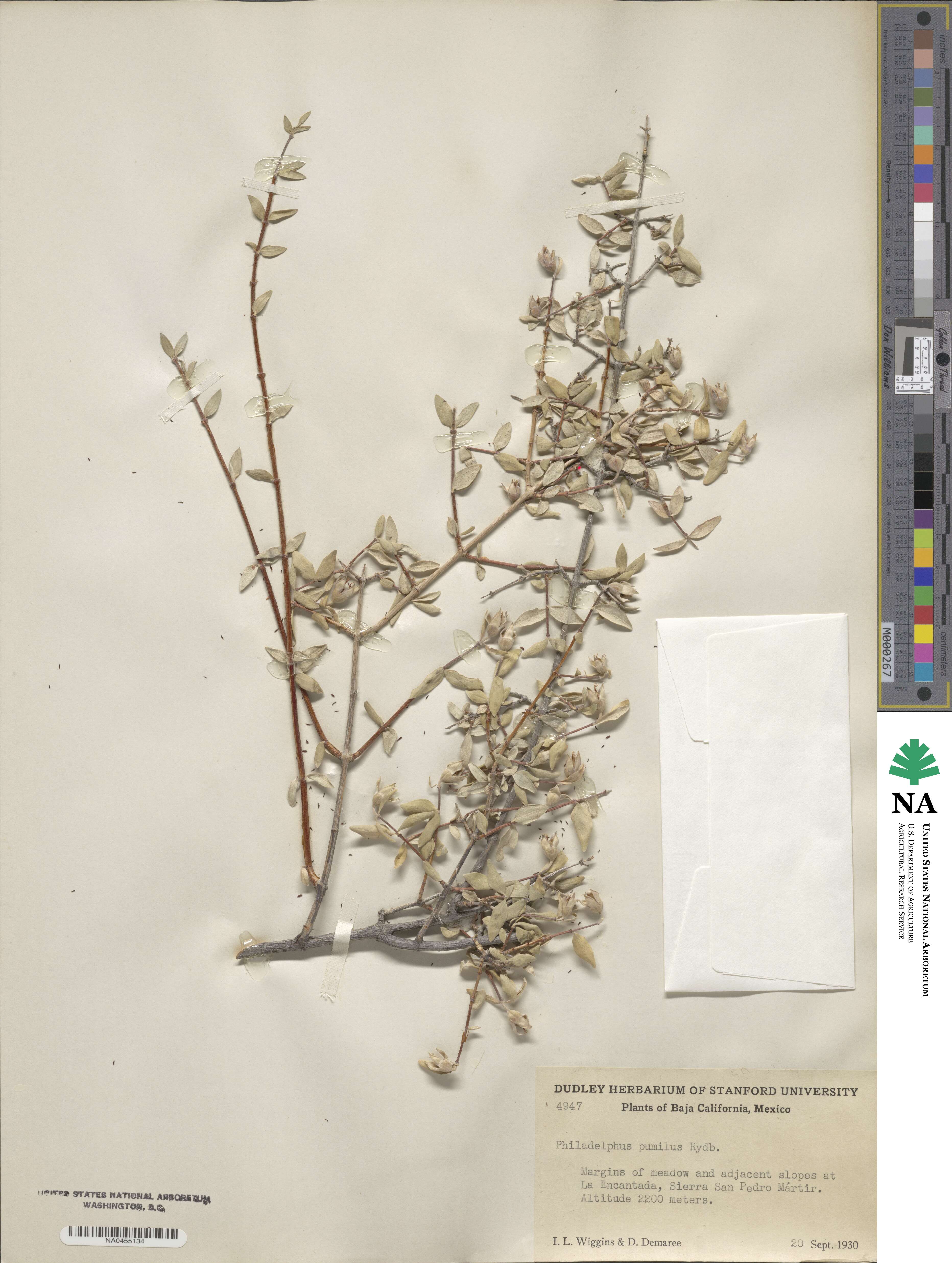 Philadelphus microphyllus var. pumilus image