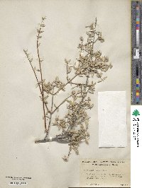 Philadelphus microphyllus image