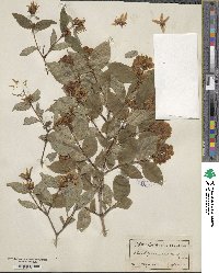 Philadelphus coronarius image