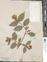 Philadelphus coronarius image