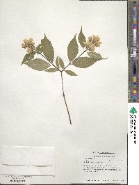 Philadelphus pubescens image