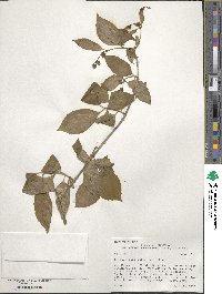 Philadelphus pubescens image