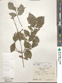 Philadelphus pubescens image