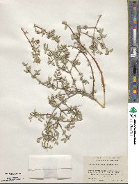 Philadelphus serpyllifolius image