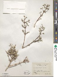 Philadelphus serpyllifolius image