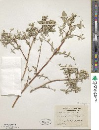 Philadelphus serpyllifolius image