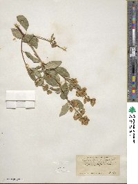 Philadelphus californicus image