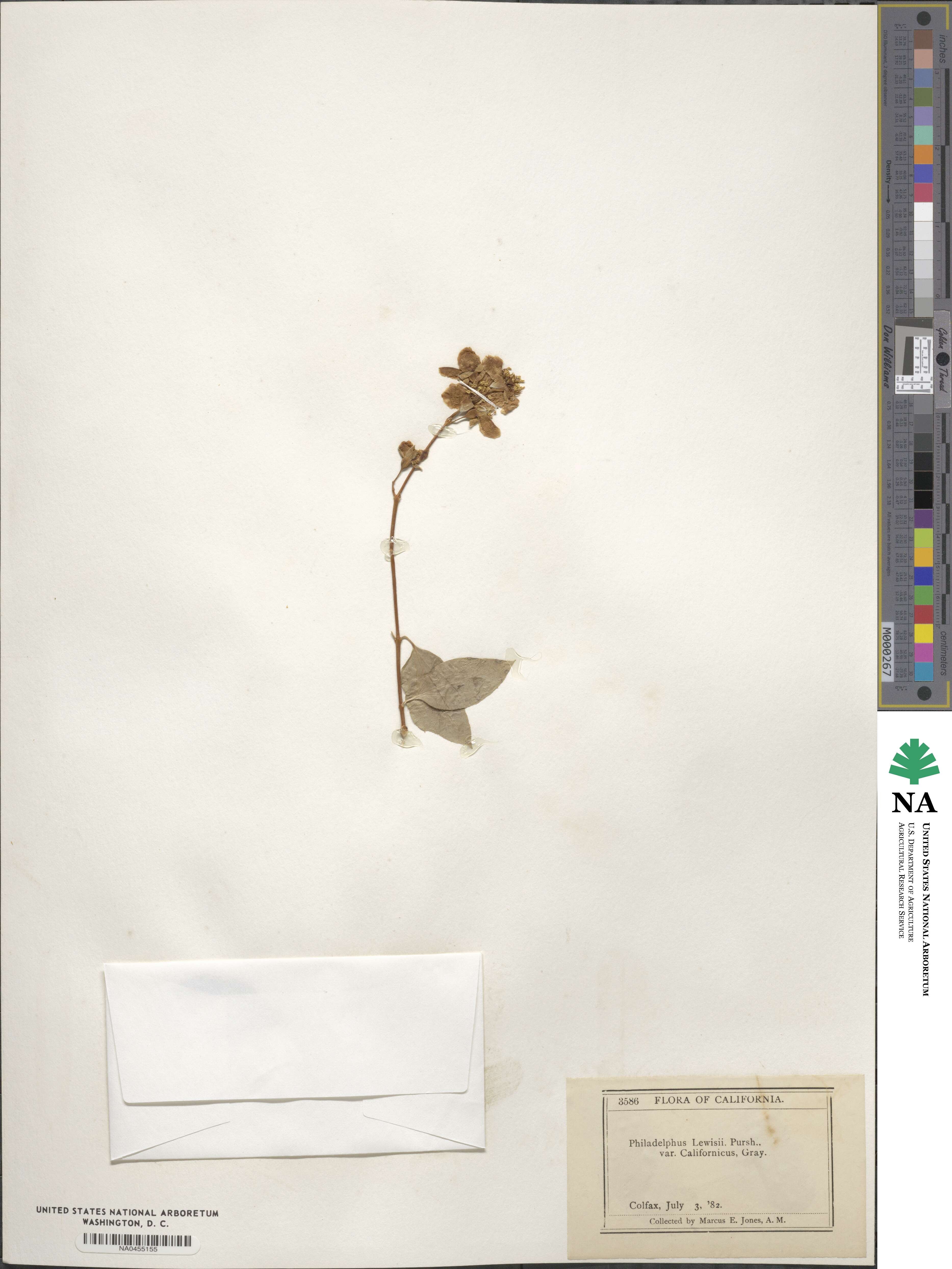 Philadelphus californicus image