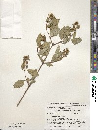 Philadelphus lewisii image