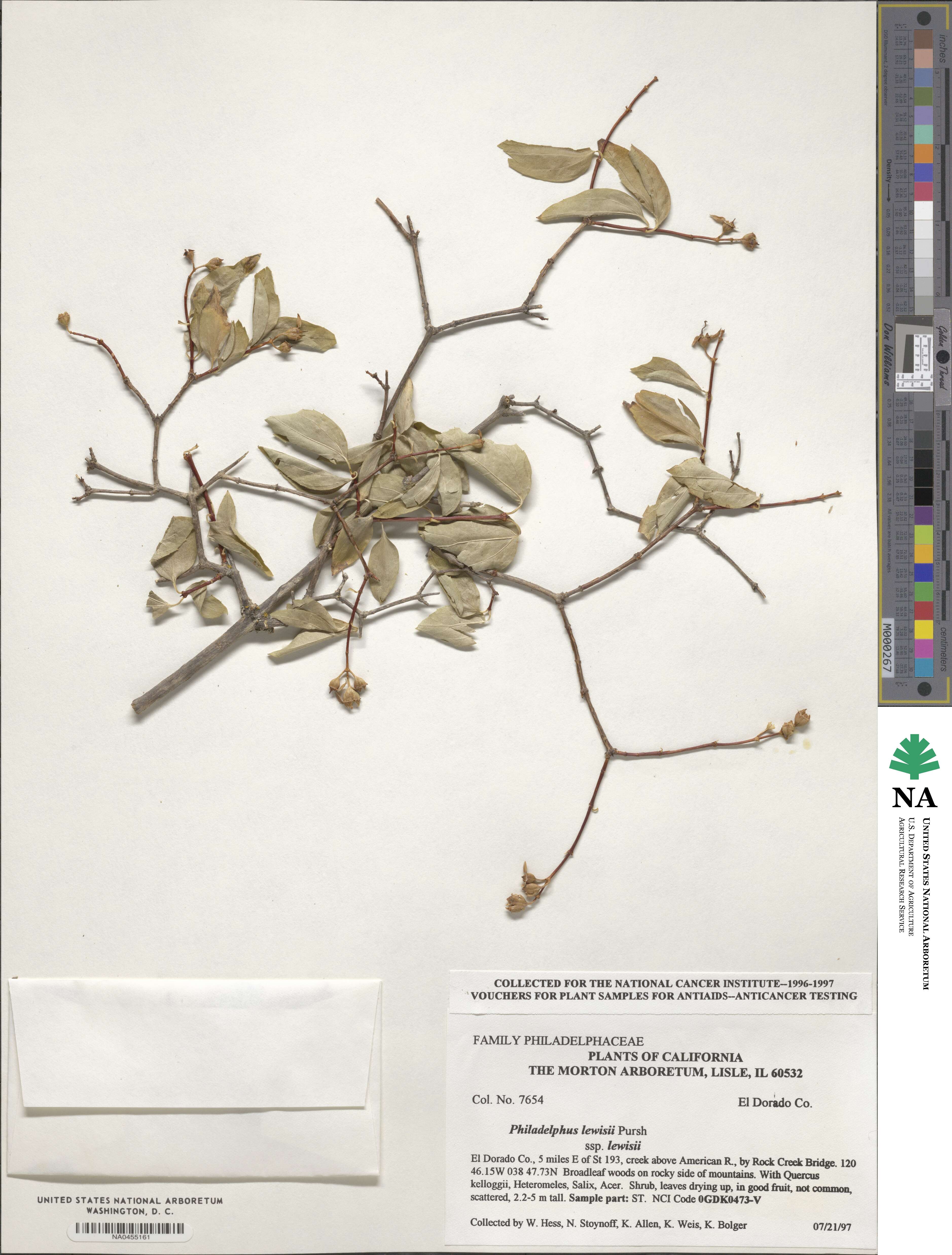 Philadelphus lewisii subsp. lewisii image