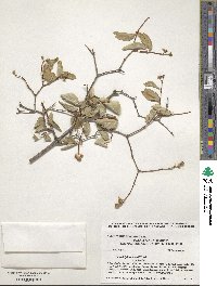 Philadelphus lewisii image