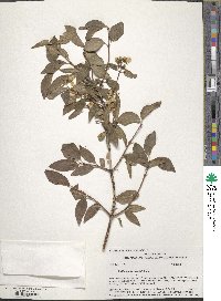 Philadelphus lewisii image