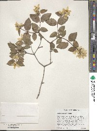 Philadelphus lewisii image