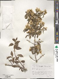 Philadelphus lewisii image