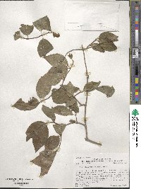 Philadelphus lewisii image