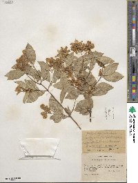 Philadelphus lewisii image