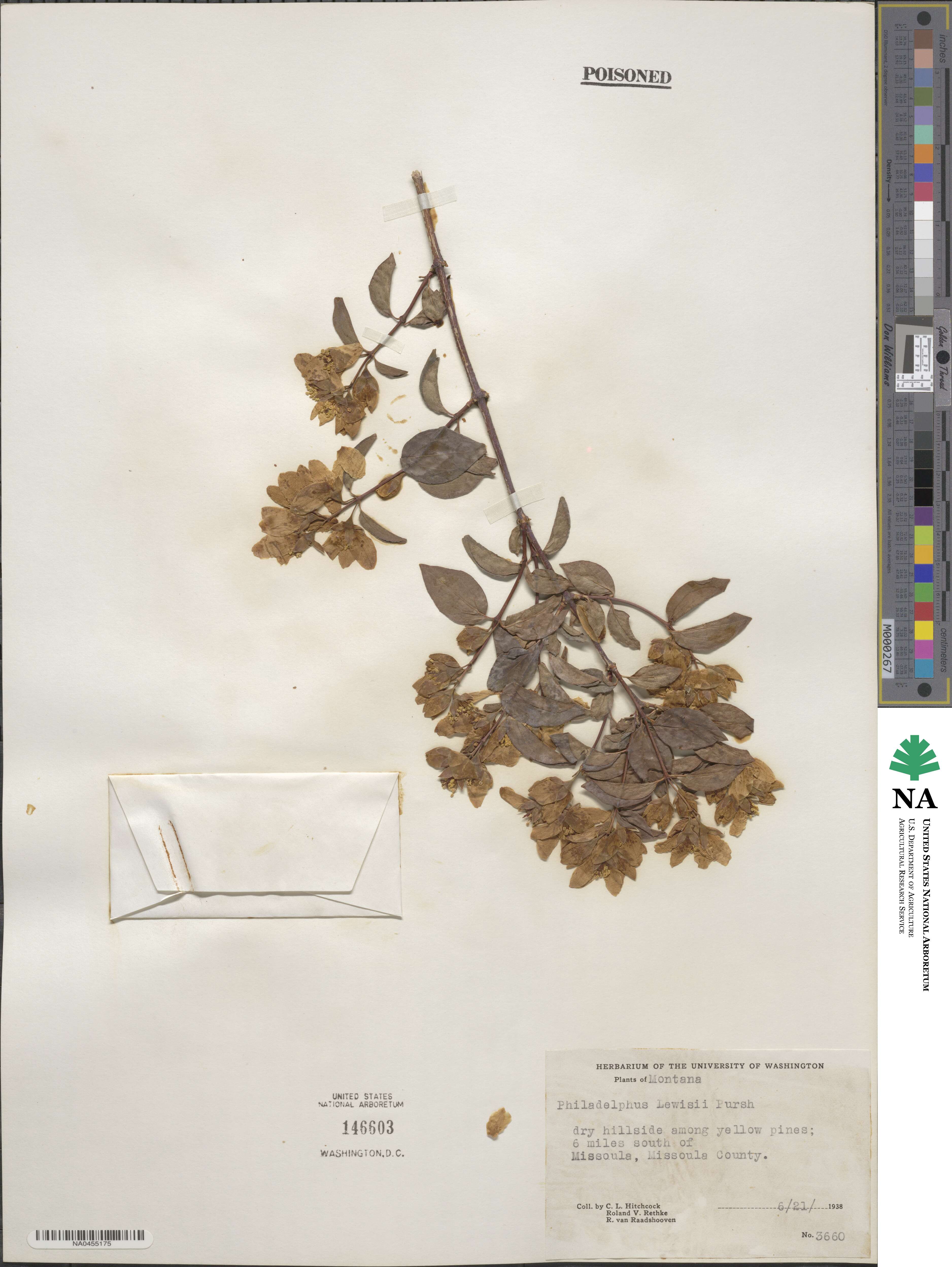 Philadelphus lewisii image