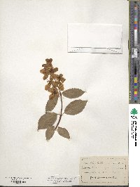 Philadelphus lewisii image