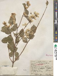 Philadelphus lewisii image