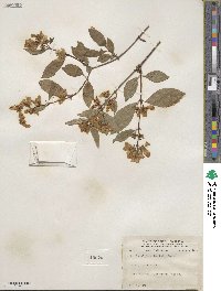 Philadelphus lewisii image