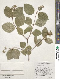 Philadelphus lewisii image