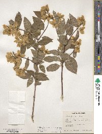 Philadelphus lewisii image