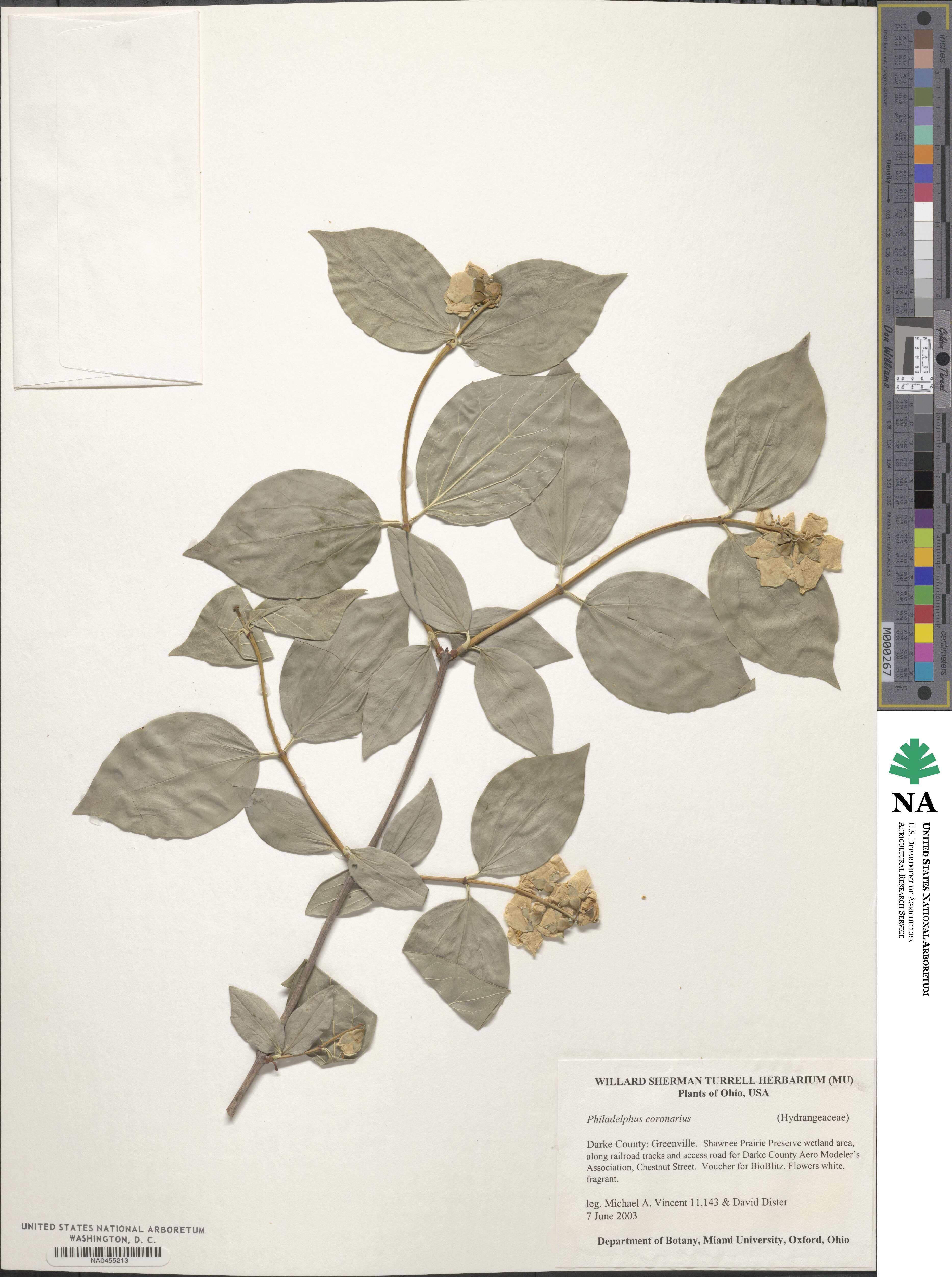 Philadelphus coronarius image