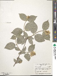 Philadelphus coronarius image