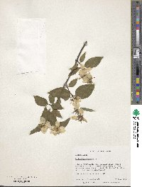 Philadelphus coronarius image